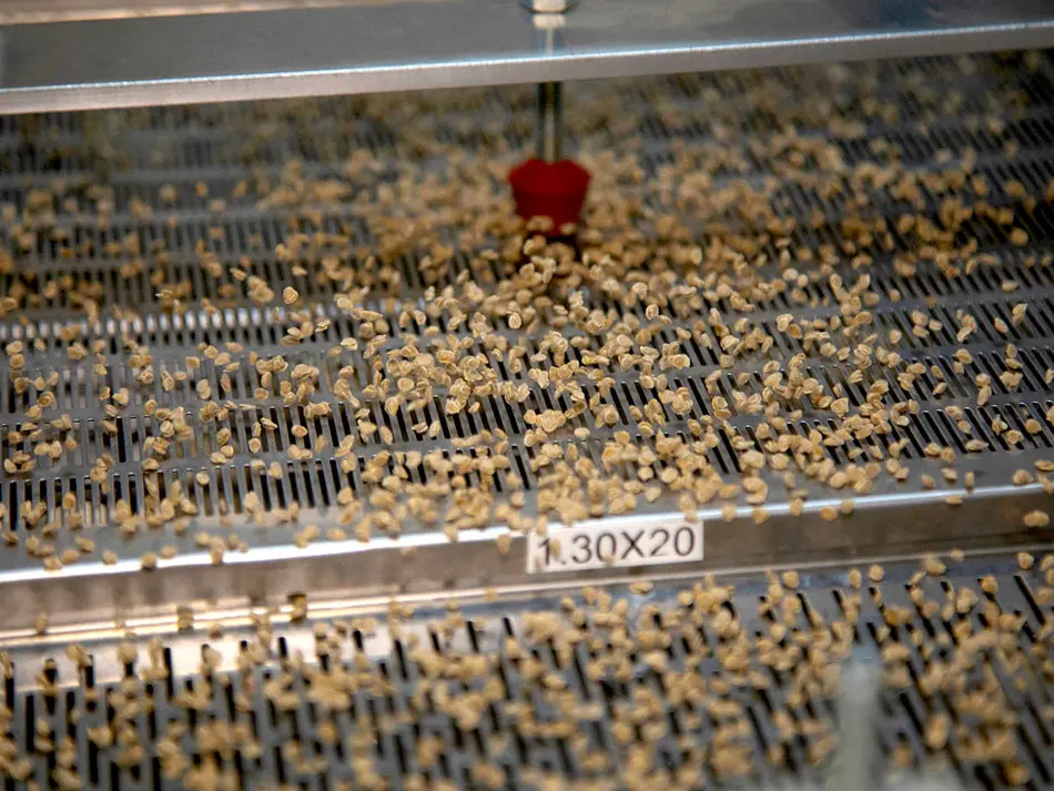 PETKUS Selecta Fine Seed Technology